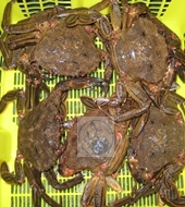 NÉCORA