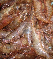 CAMARÓN